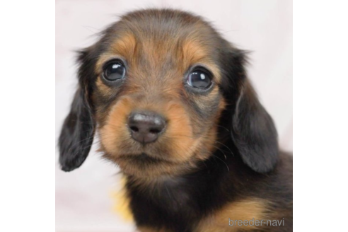 成約済の千葉県のミニチュアダックスフンド(ロングヘアード)-227647の5枚目